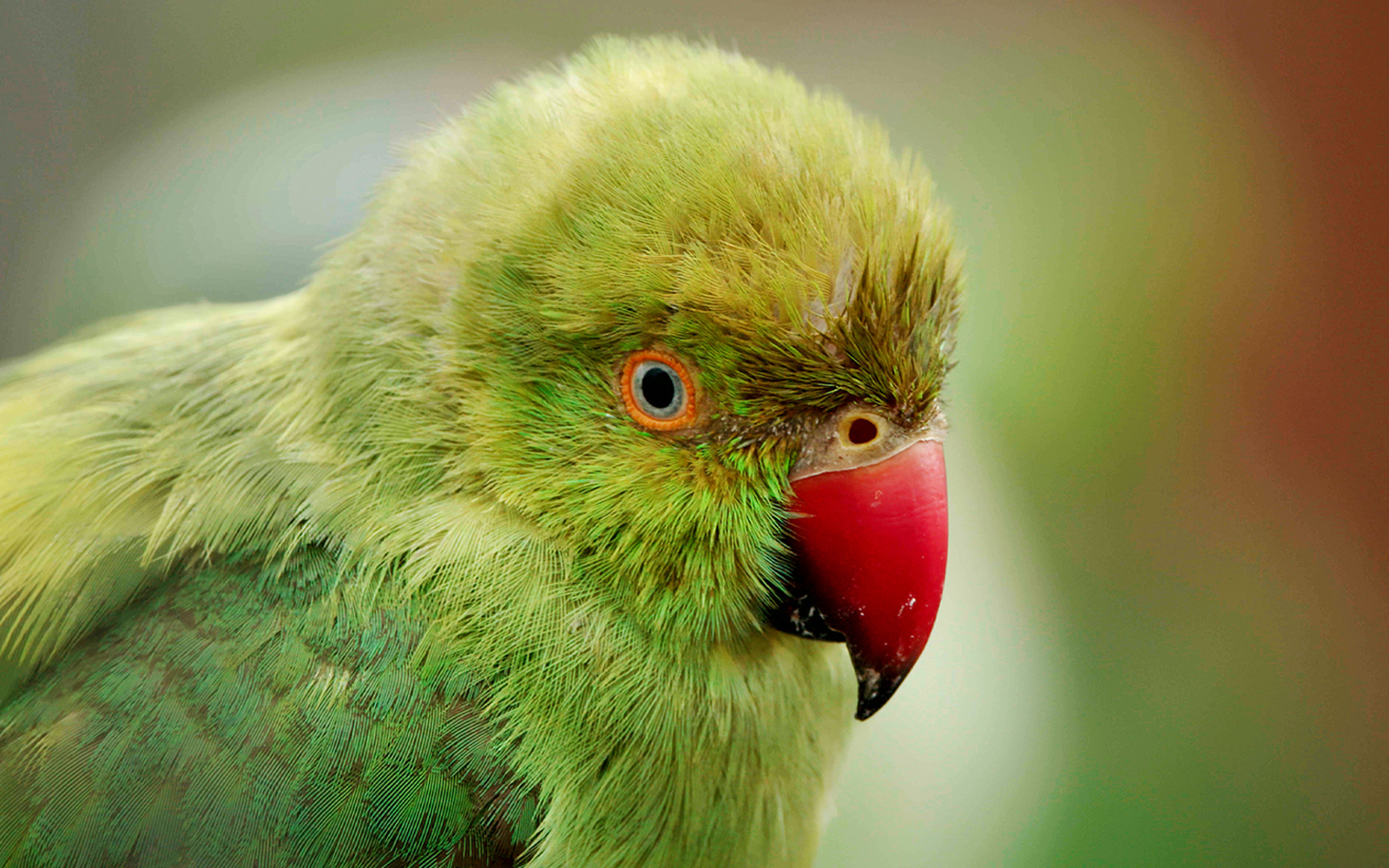 Wild, Parakeets, Birds, India, Animal, Survival, Wildlife